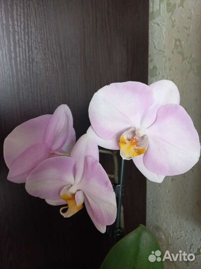 Орхидея фаленопсис