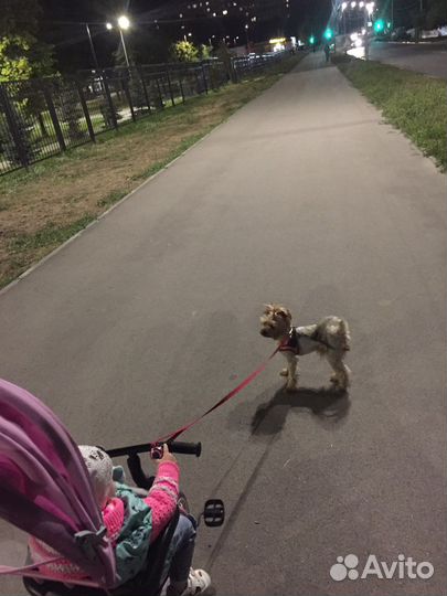 Йоркширский терьер вязка мальчик