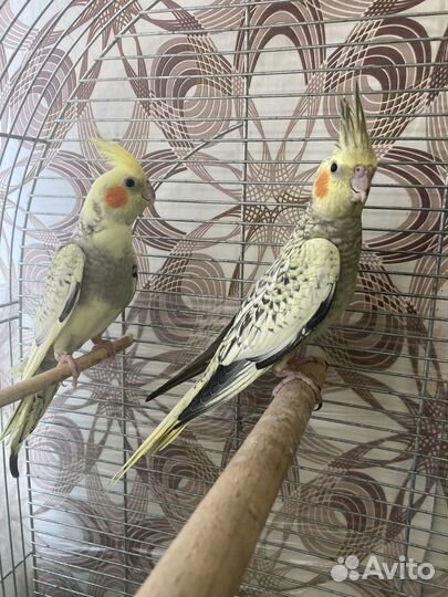 Попугай Корелла птенцы