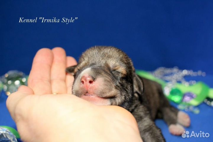 Ксоло в шерсти. Большой размер. Девочка