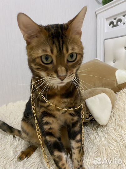 Бенгальский кот