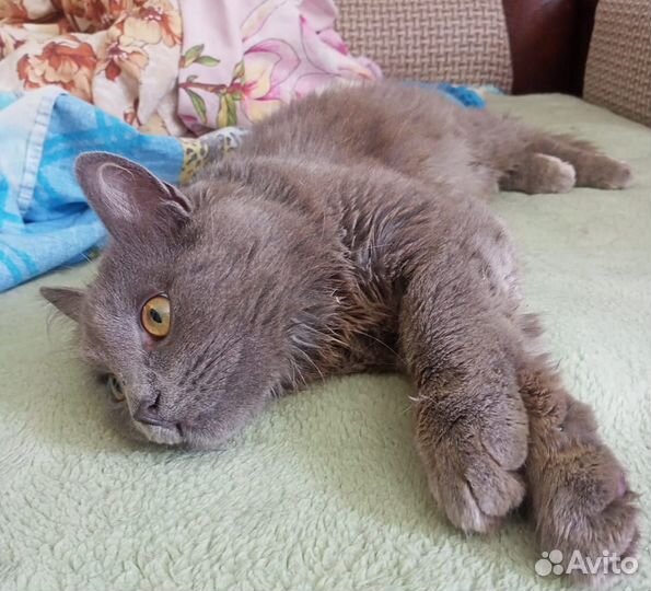 Русская голубая