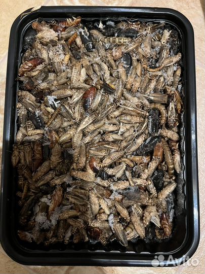 Замороженные насекомые