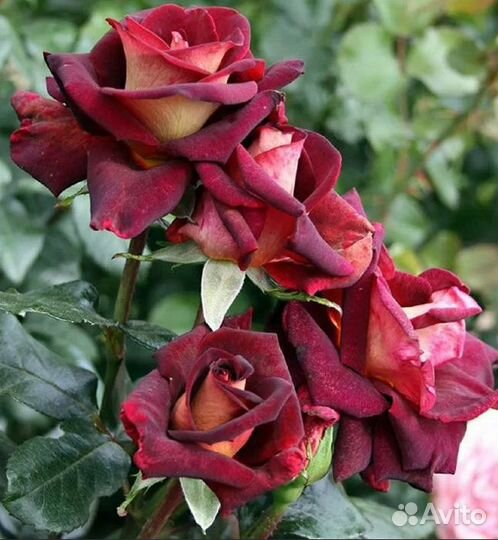 Чайная роза Эдди Митчелл