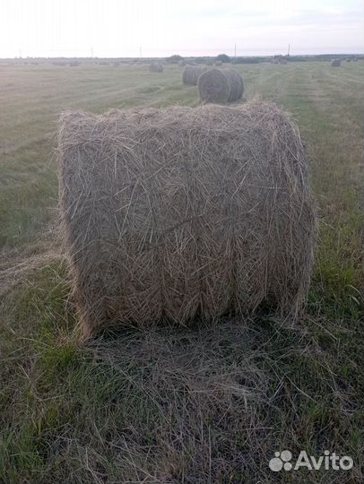 Продам сено, в рулонах, разнотравье вес 250-300