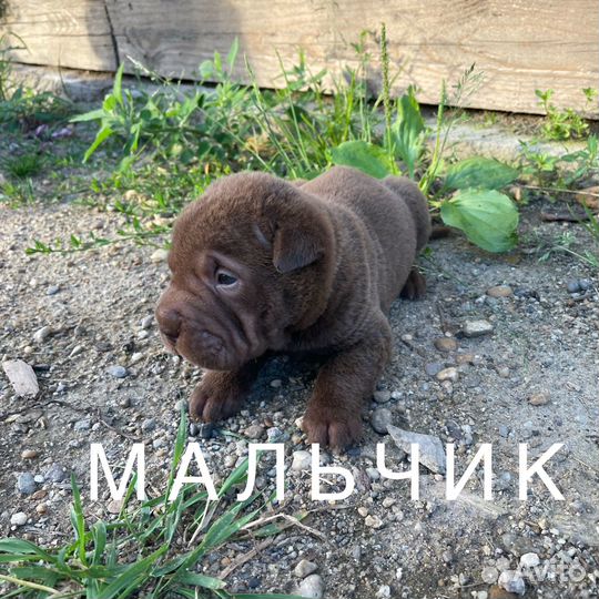 Собаки щенки шарпей