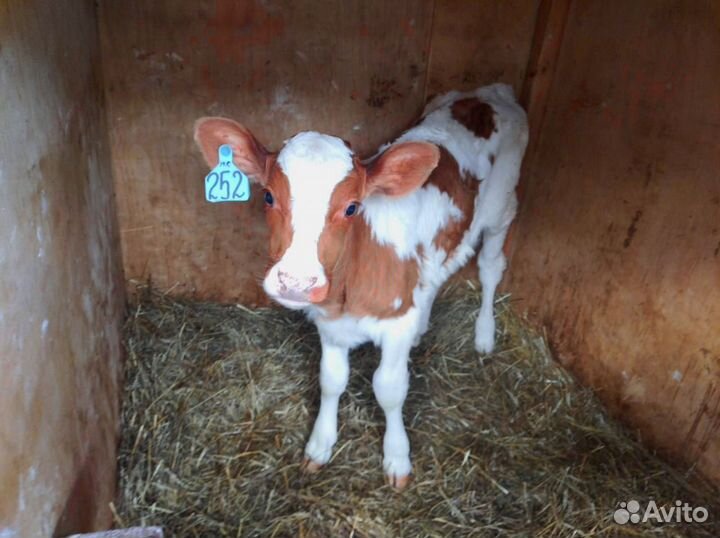 Телята с доставкой в ваш двор