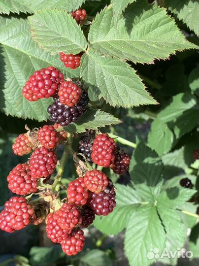 Саженцы ежевики бесшипной