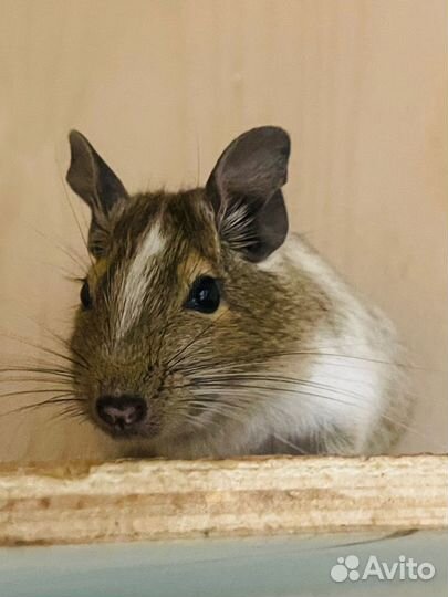 Чилийская белка дегу