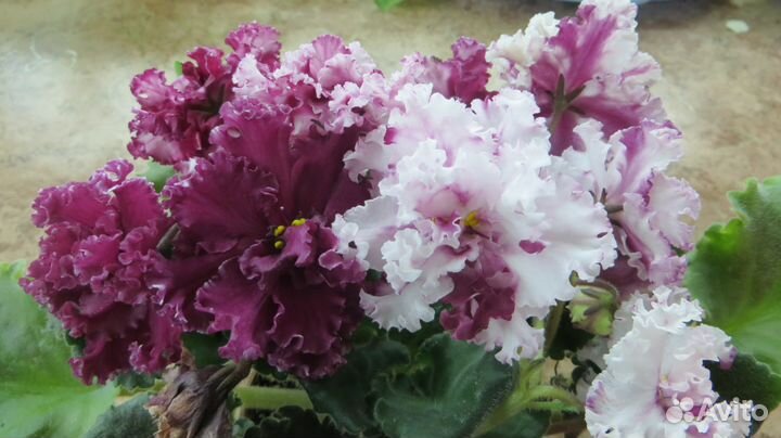 Продам папоротники, сортовые фиалки и фуксии, хойи