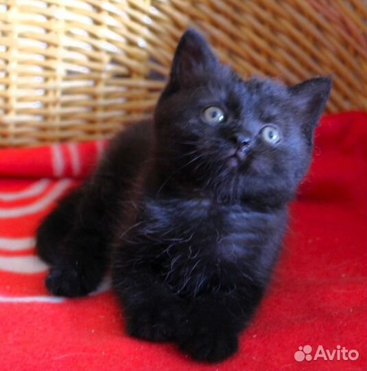 Шотландский котик