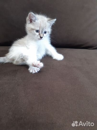 Котята в дар