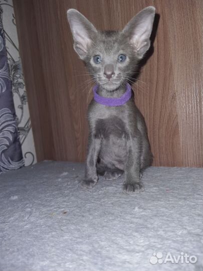 Ориентальные котята