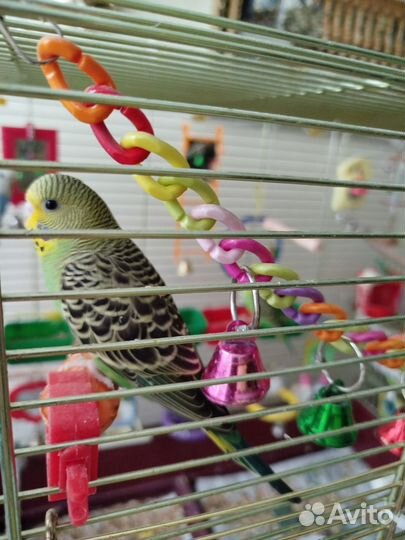 Птенцы попугая получехи 1 месяц