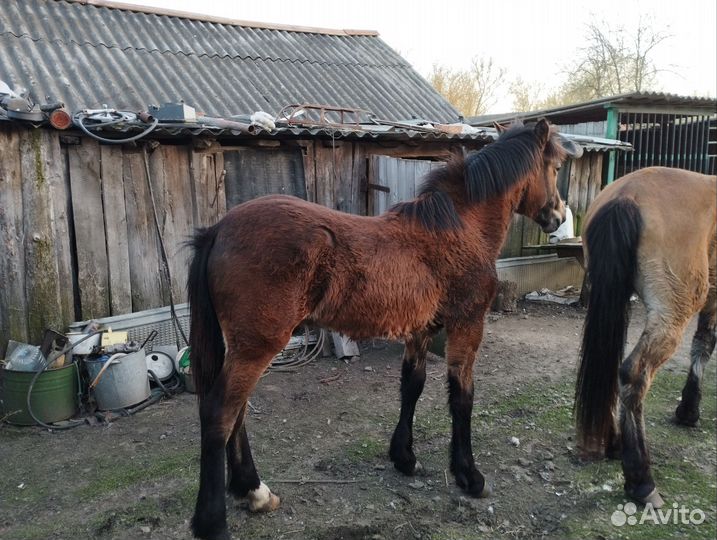 Жеребец 7 месяцев