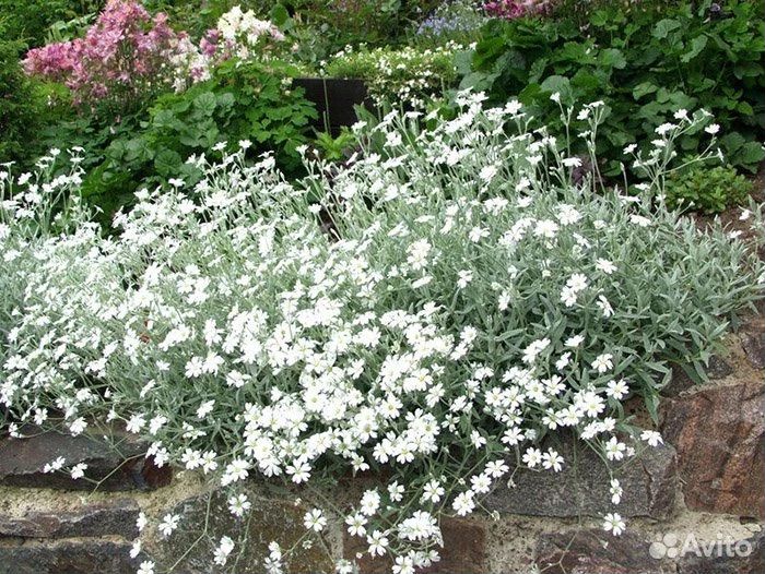 Ясколка почвопокровник