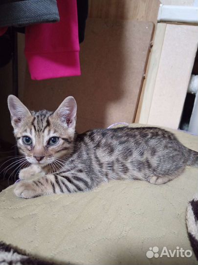 Бенгальский котенок