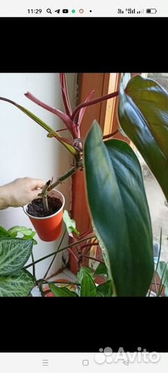 Филодендрон