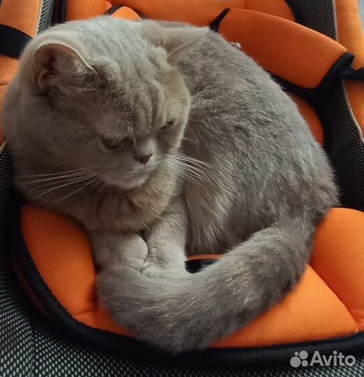 Кошку в добрые руки