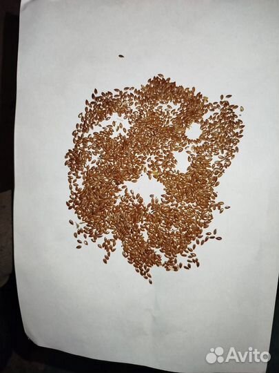 Продам лён масличный «Северный» на семена