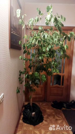 Высокий фикус бенджамина 2м. Крупномер
