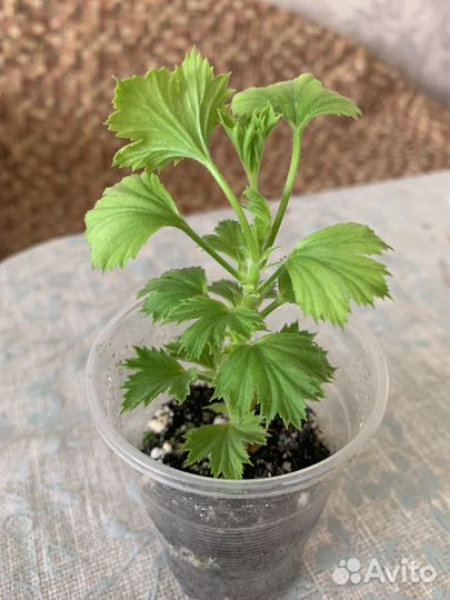 Королевская пеларгония сортовая