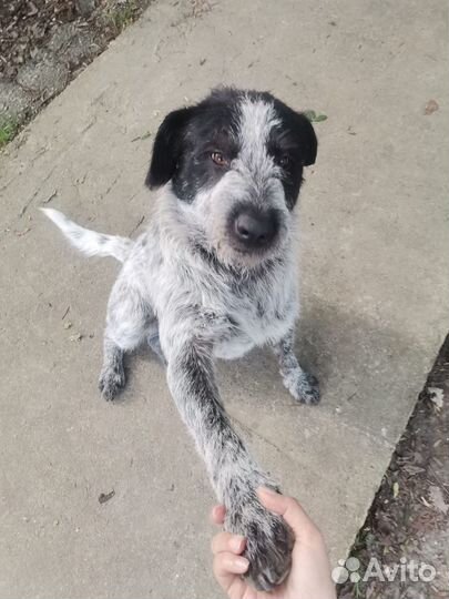 Курцхаар кобель