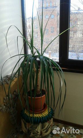 Цветок шикарный Бокарнея большой не требует переса