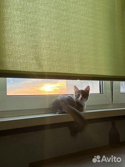 Маленький котенок в самые добрые руки