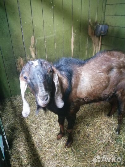 Домашние животные