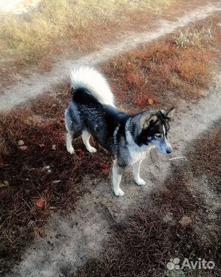 Лайка хаски