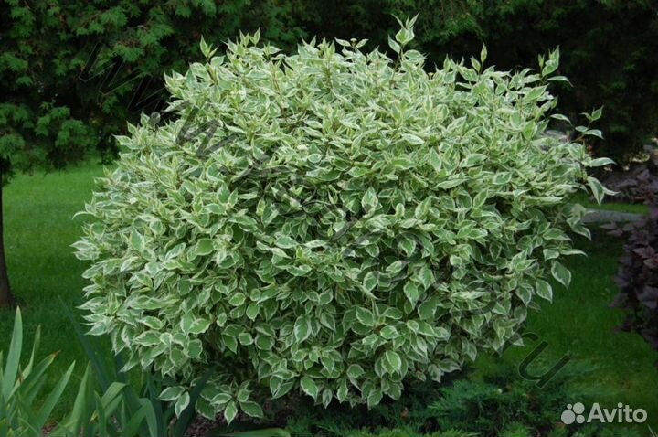 Продаю многолетние цветы и кустарники