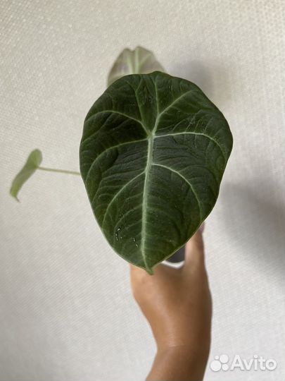 Алоказия Блэк Вельвет,Сильвер Драк,Калатея Нетворк