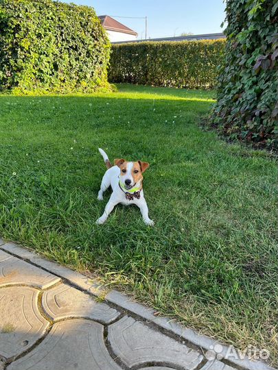 Вязка Джек Рассел