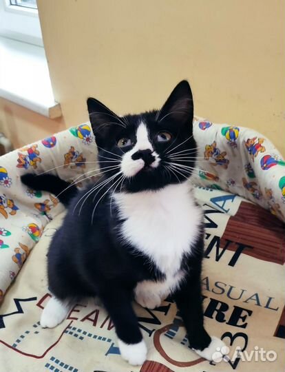 Ласкушка Кира