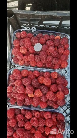 Саженцы ремонтантной малины Таганка