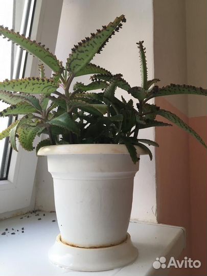 Домашнее растение - коланхое