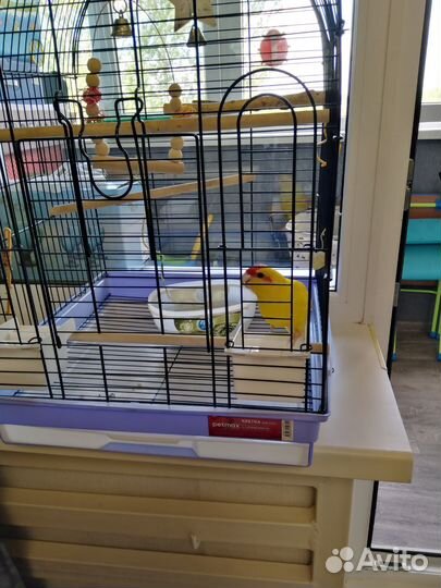 Клетка и попугай