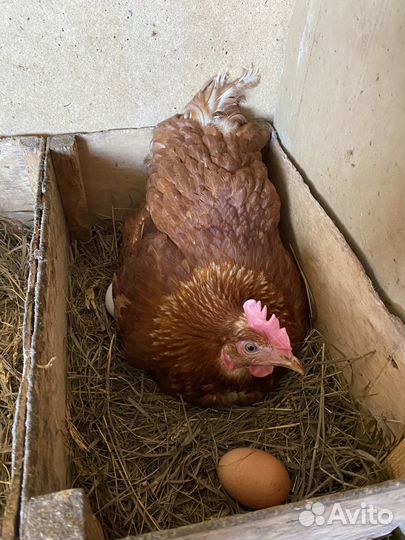 Домашние куриные яйца, мясо бройлера, мясо кролика