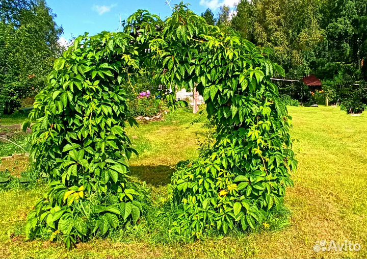 Девичий виноград