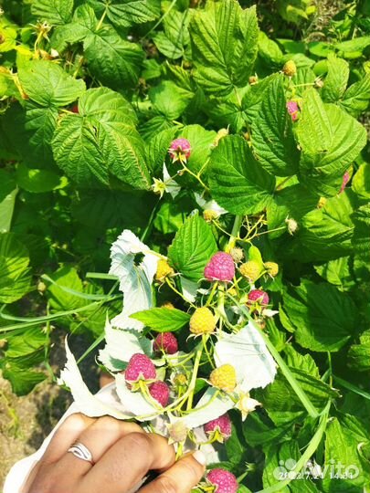 Малина саженцы