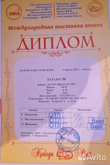 Мейн-кун вязка