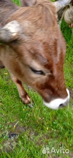 Тёлка с теленком