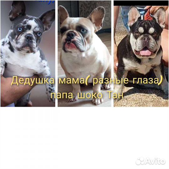 Французский бульдог