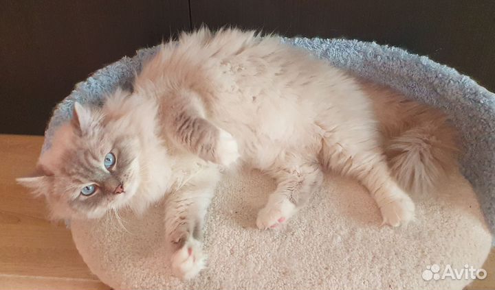Кот рэгдолл