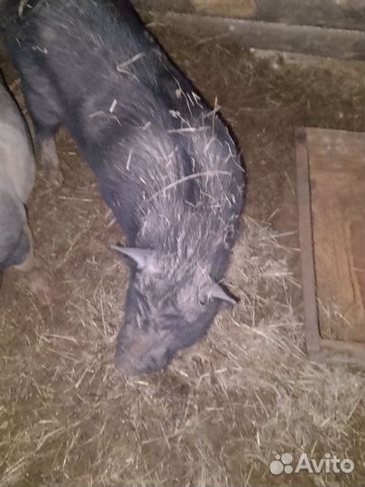 Вьетнамские вислобрюхие свиньи