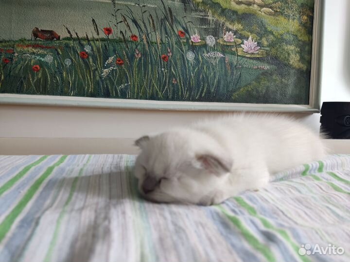 Вислоухие котята