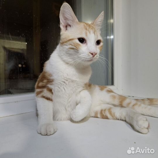 Котенок мальчик