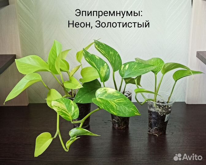 Эпипремнум, сциндапсус, филодендрон, традесканция