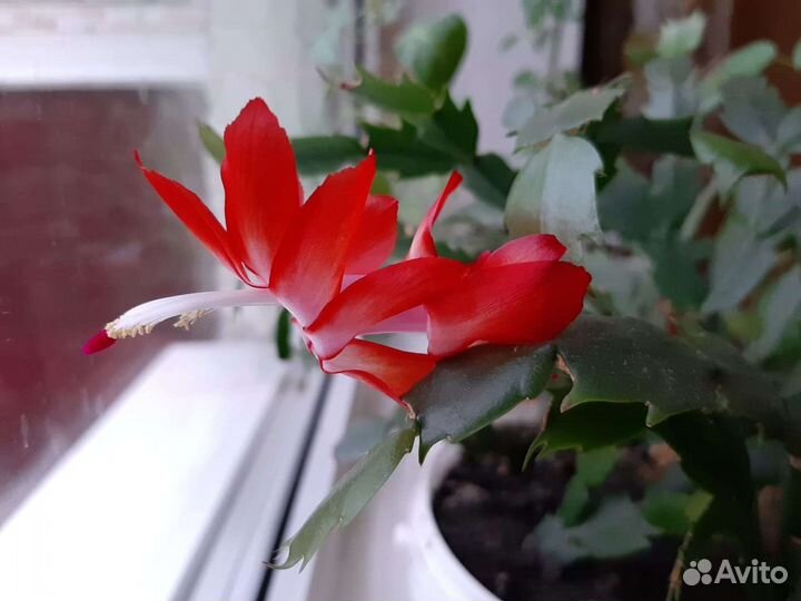 Шлюмбергера